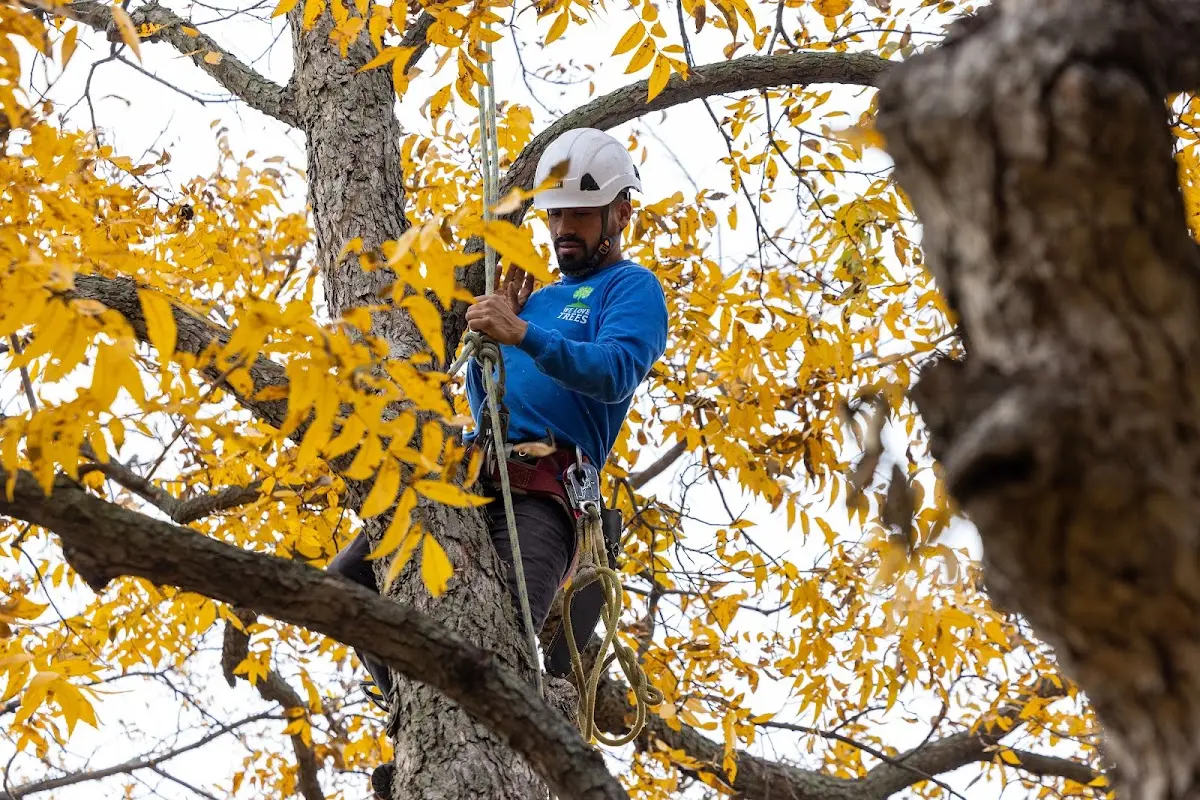 Skilled Tree Trimming crew working in Sargent