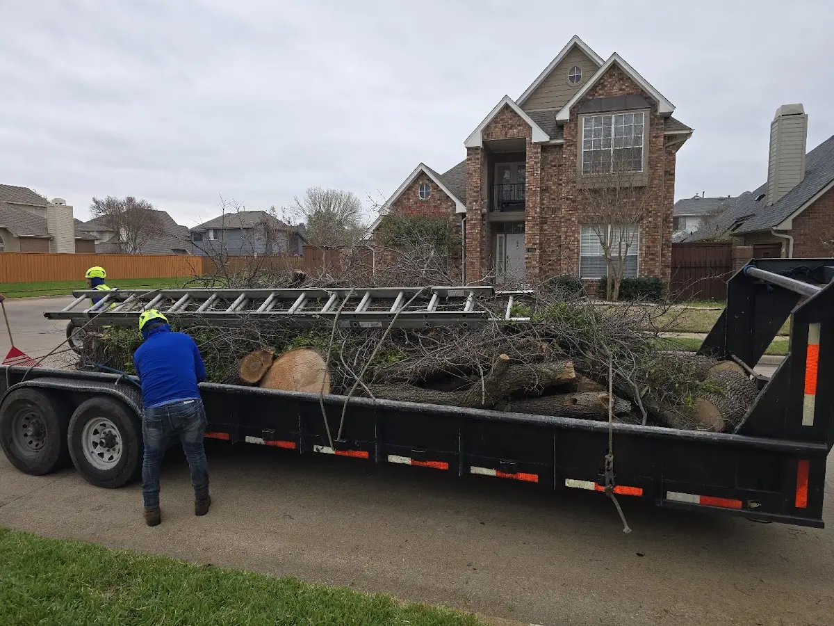 Expert Tree Pest Control with proper safety equipment in Sargent